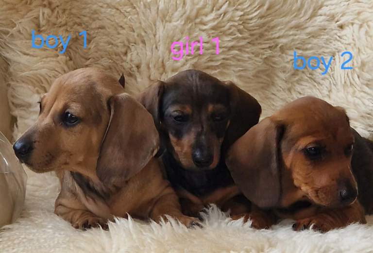 3 miniature dashund puppy’s 