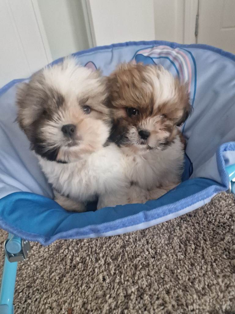 Shih tzu puppies 