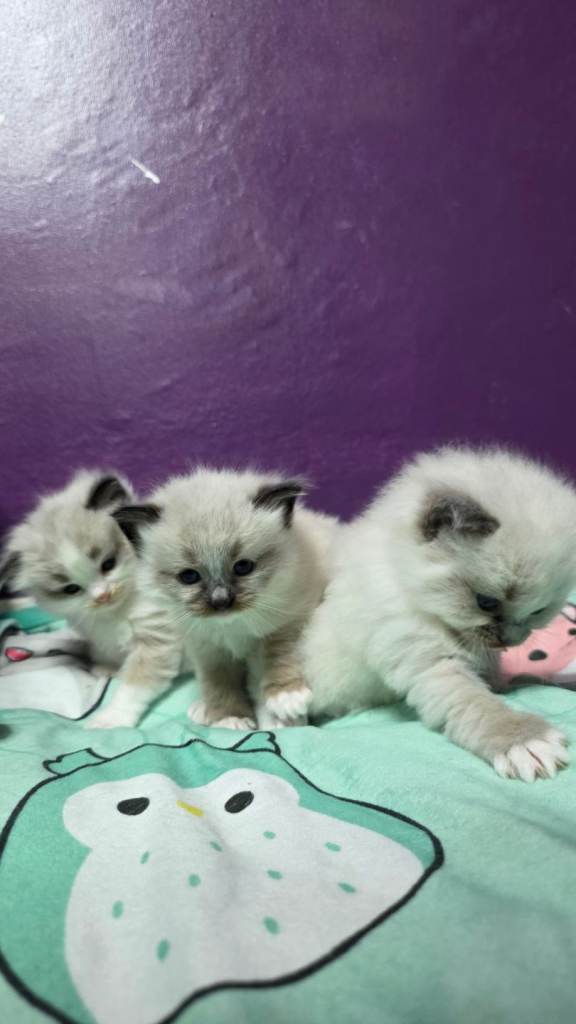 Ragdoll kittens *3 STILL AVAILABLE £450*