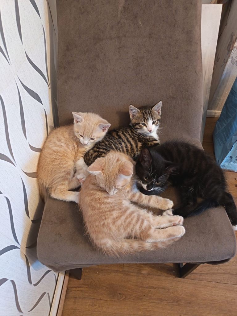 Kittens 
