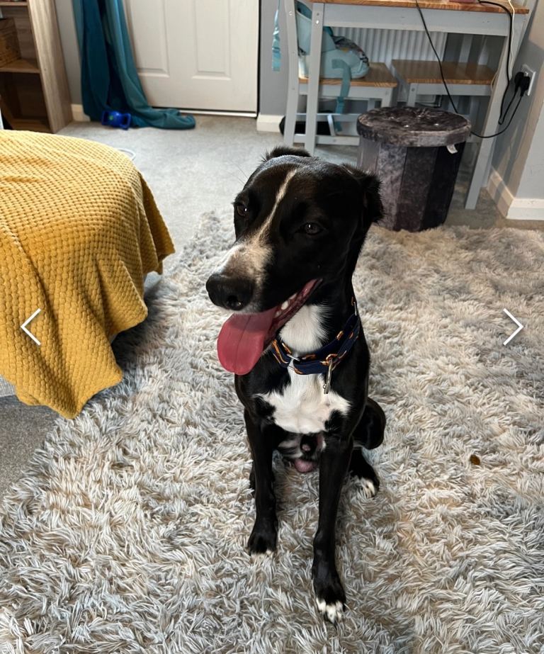 Male Border collie whippet hybrid 
