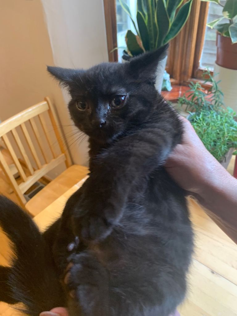 Adorable kitten for sale 