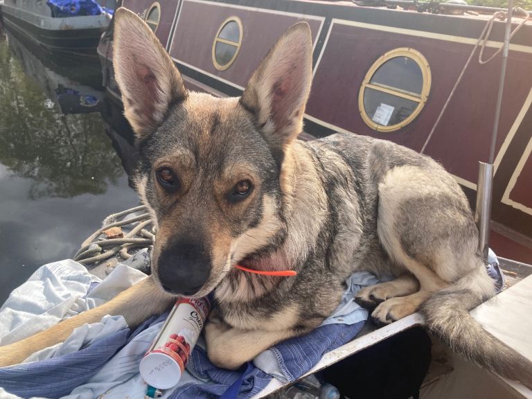 best dog ever for a good home only 