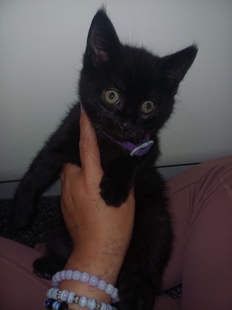 Black male kitten for sale 