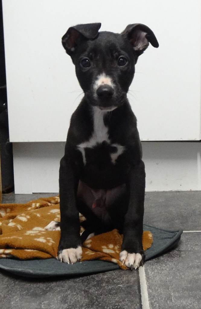 Puppy. Dog. Herder mix