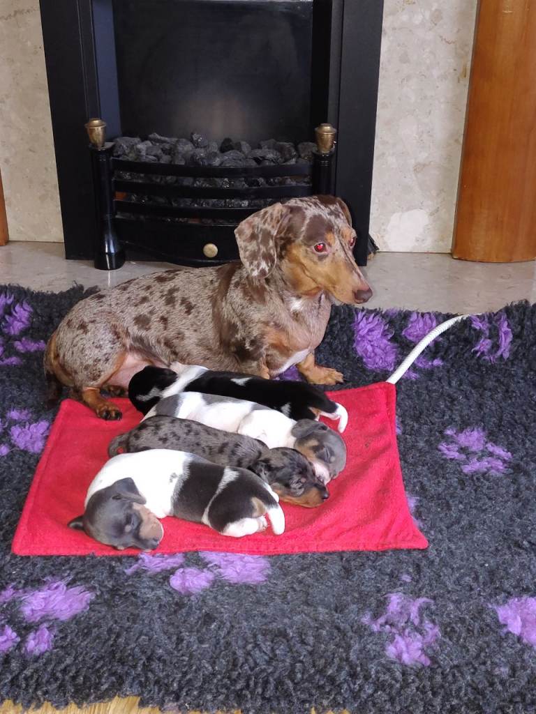 KC Registered Miniature Dachshunds dapple and piebold 
