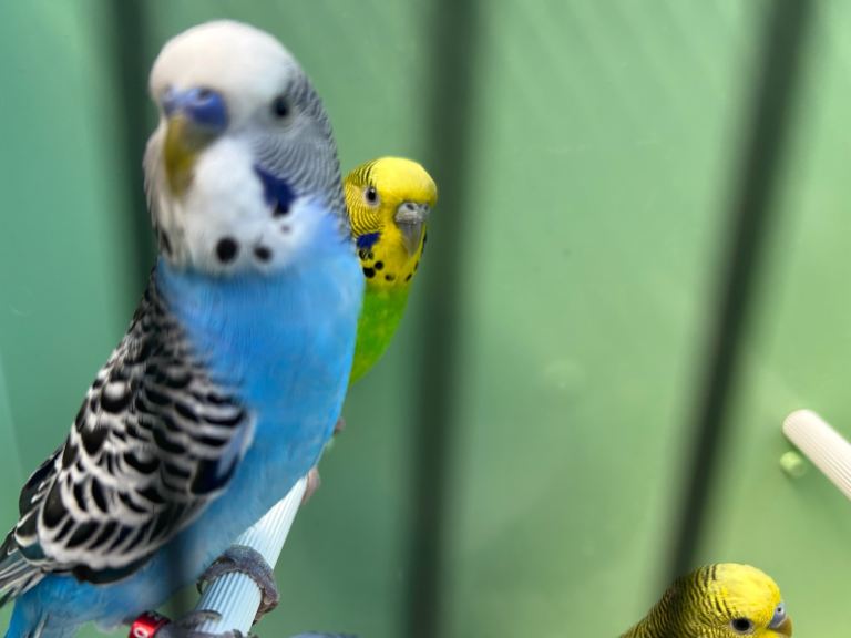 Budgies, all ages available, good health