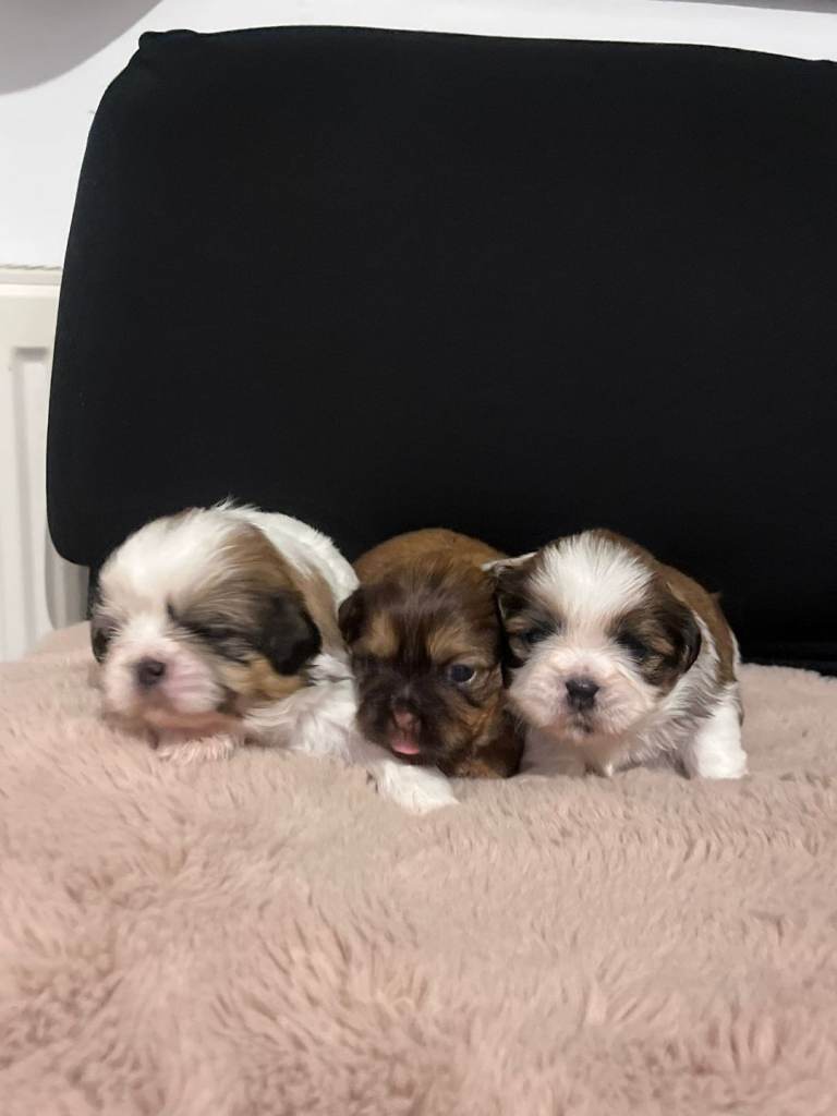 Shih tzu puppies