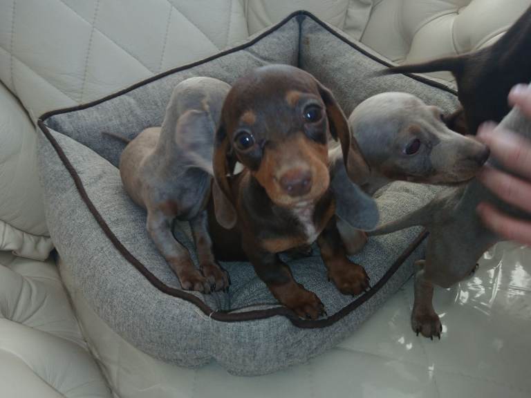 Very small dachsund puppies