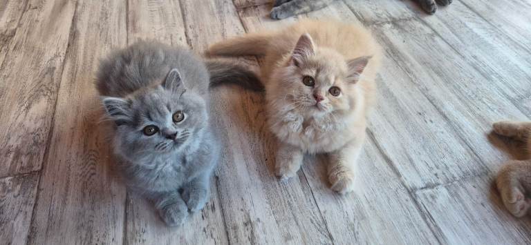 british longhair and shorthair 
