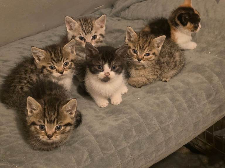 🐾✨ Cuteness Overload Alert! American Shorthair Kittens Ready Now! ✨🐾