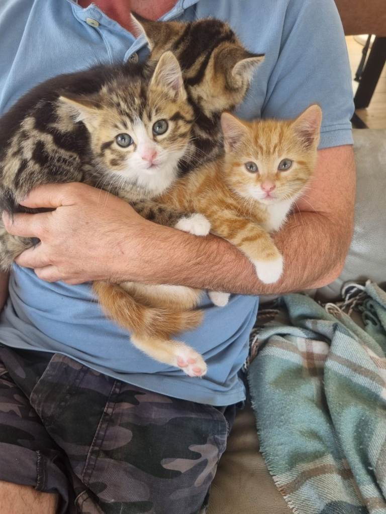 Beautiful Ginger, Tabby, Tortoise shell kittens for sale 