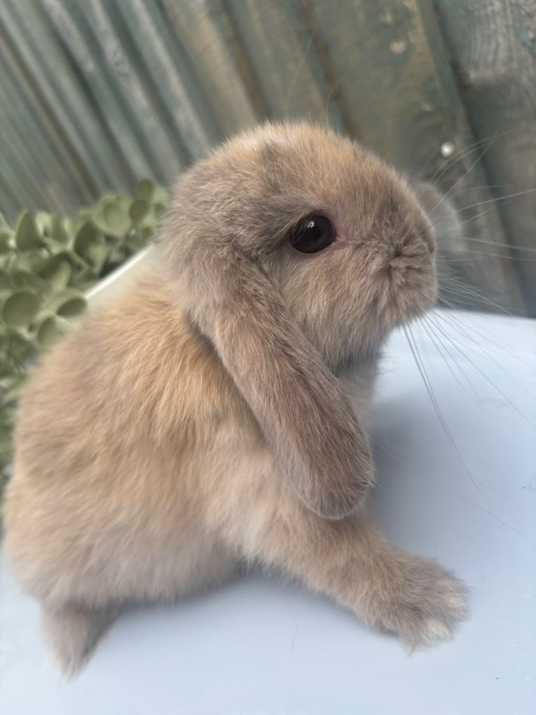 3 mini lop baby rabbits
