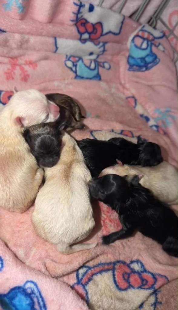 Pomeranian puppies 