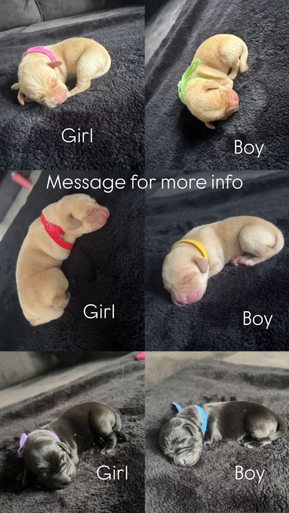 6 Labrador Puppies
