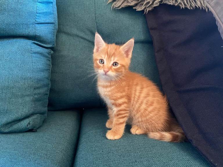 3 beautiful fluffy kitten are looking for a new home