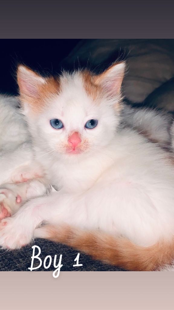 4 Adorable Kittens For Sale 