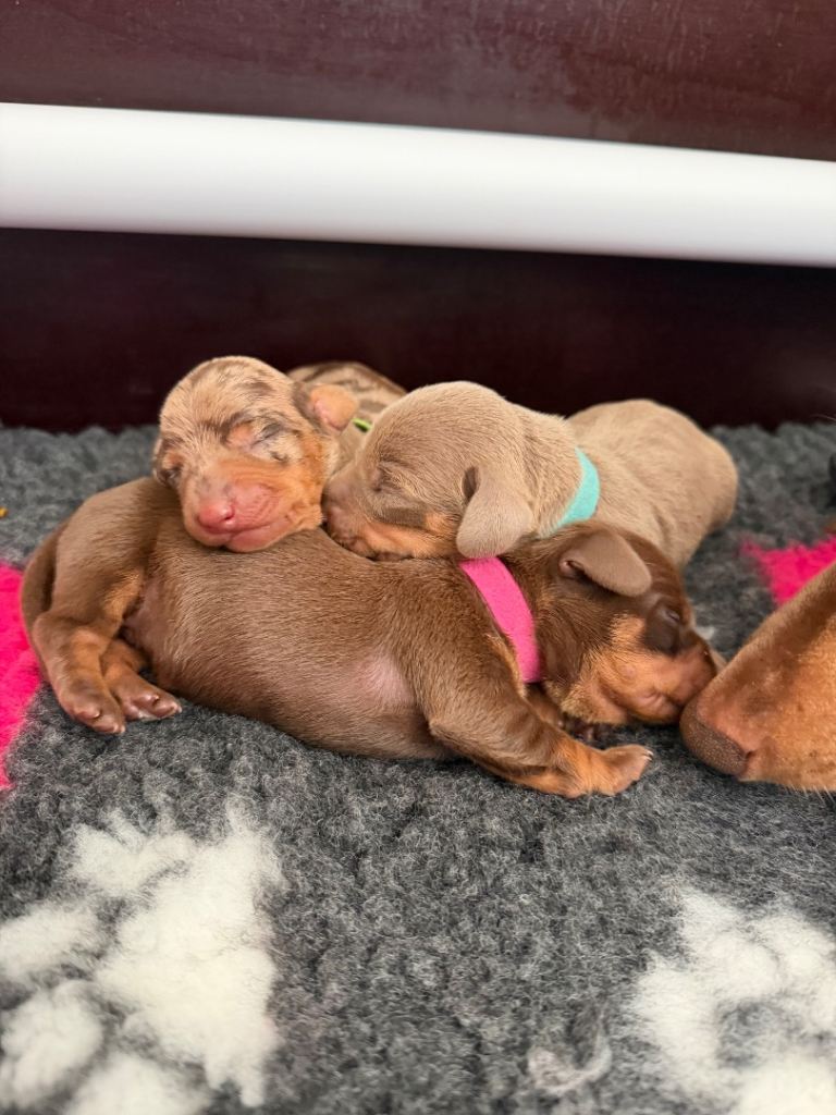 Miniature Dachshund Puppies 