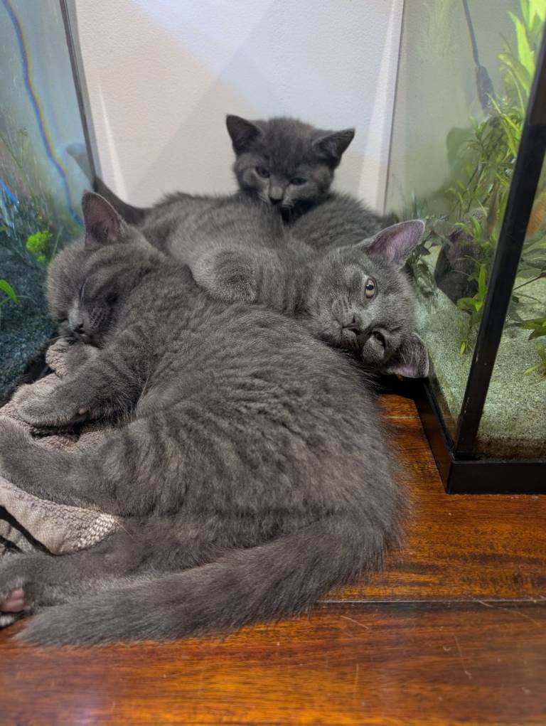 8 week old Grey Kittens