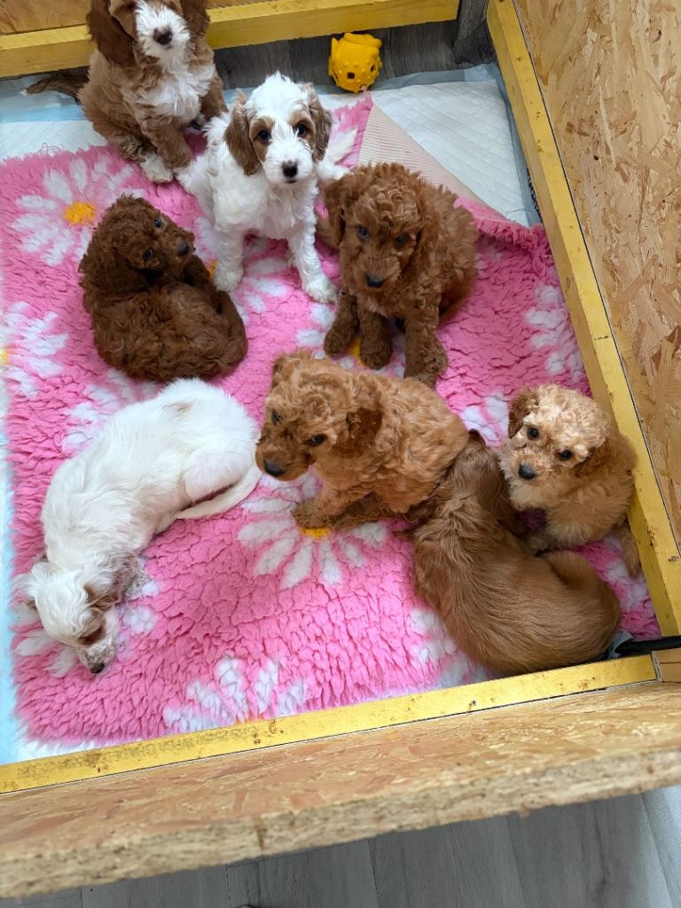 5 multigen cockapoos 3 boys 2 girls ready for new homes