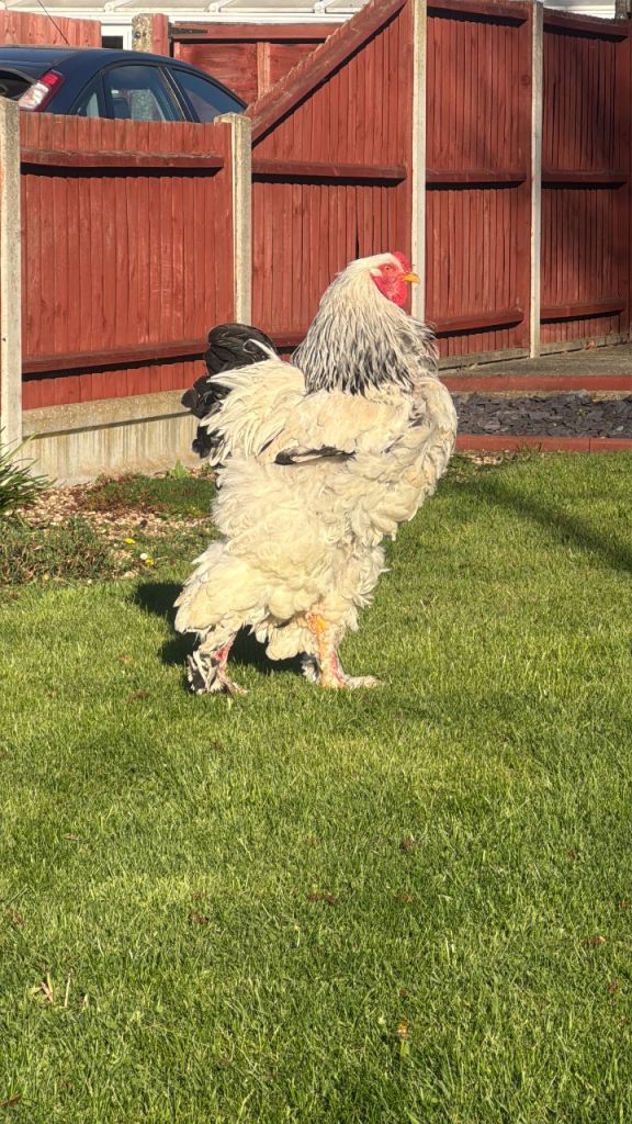 Chicken