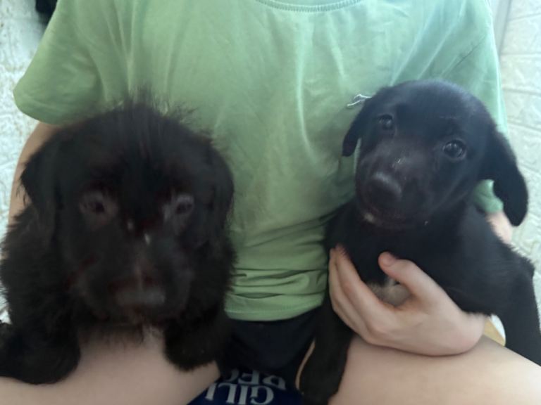 terrier x German Shepherd x Labrador puppies.