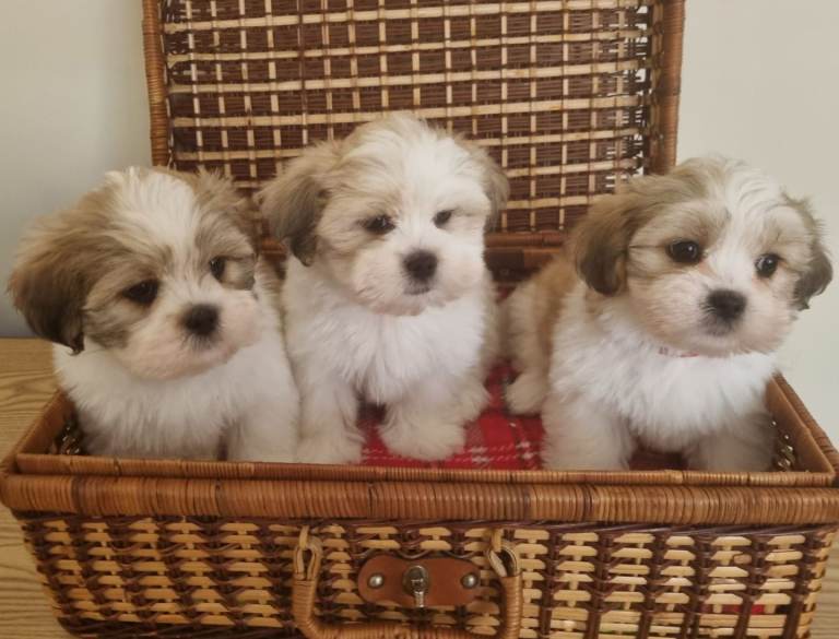 Only 1 boys available niw KC registered Lhasa Apso Puppies 