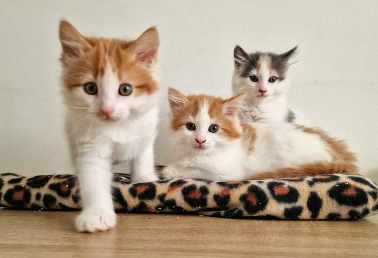 Kitten 