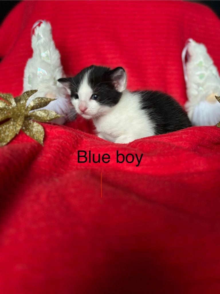 Black and white kittens 