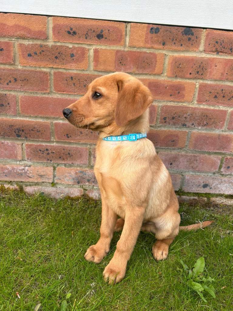 5 Fox Red Labrador puppies 