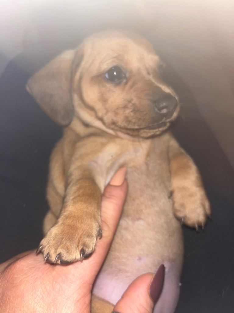 Mini dachshund pups 