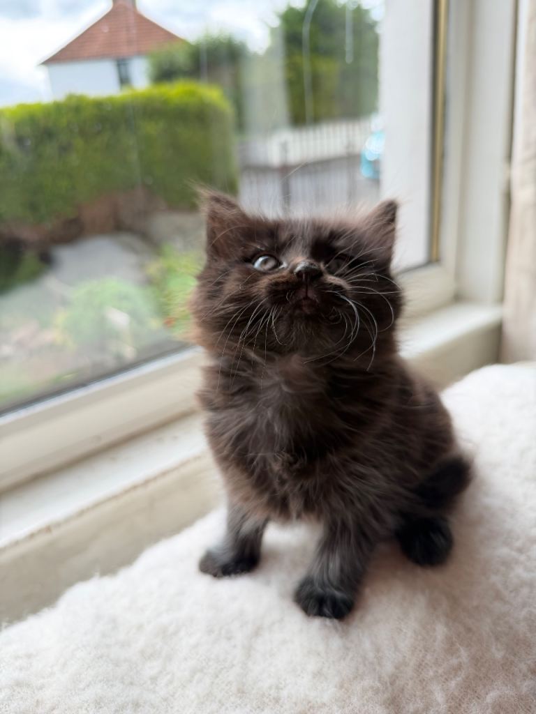 All now reserved Maine Coon x Nebelung Kittens 