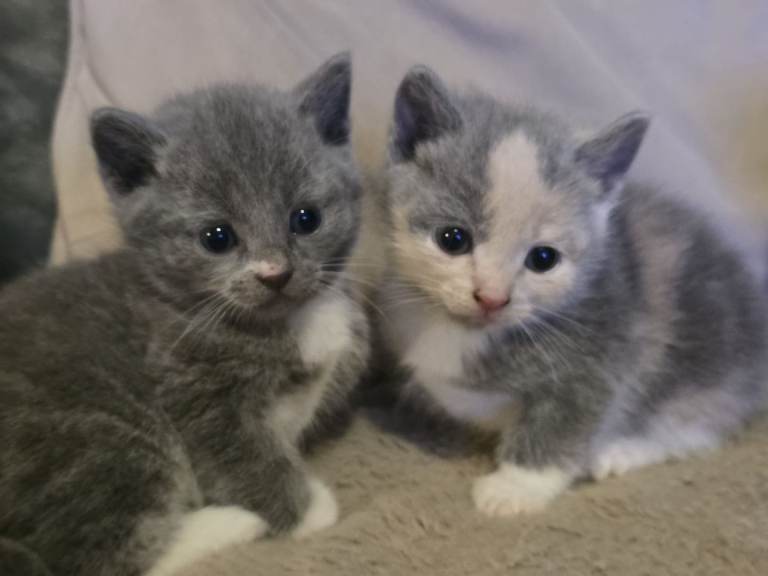 Beautiful kittens 😸