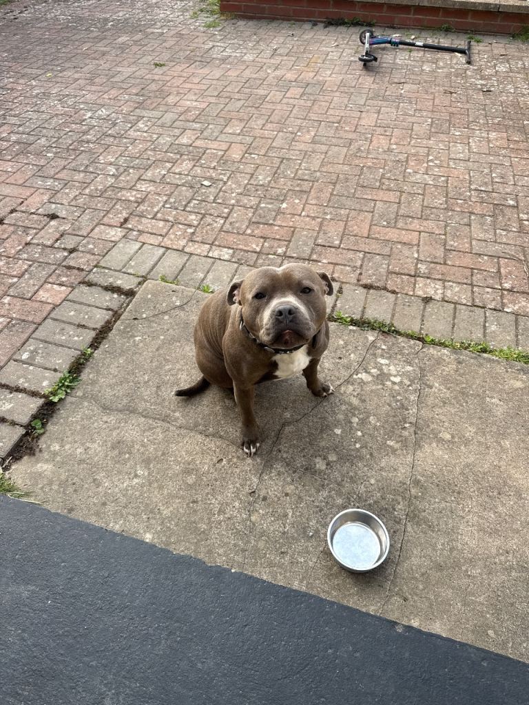 1 year old staffy