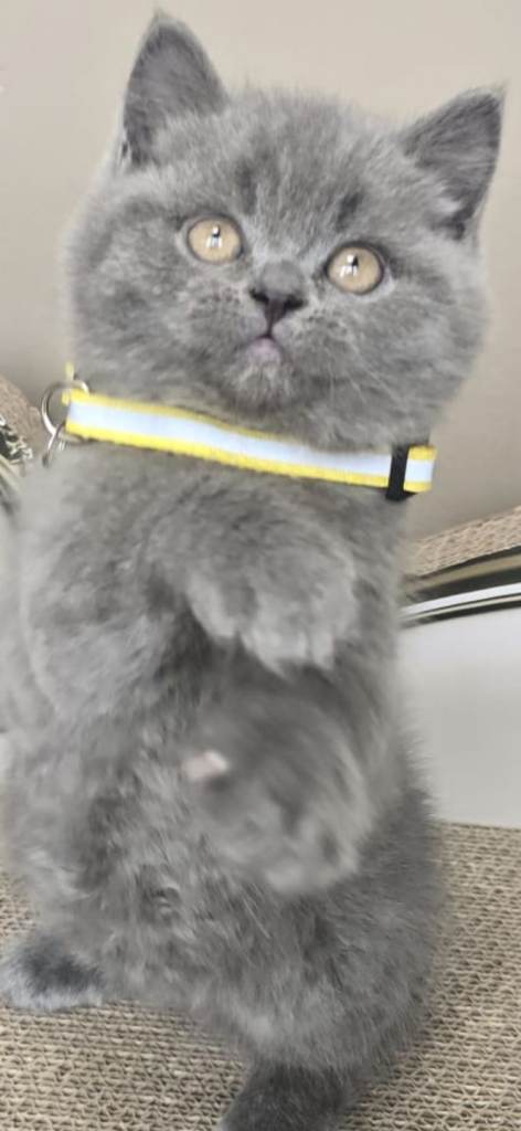 Gorgeous Chunky Chunky British Short Hair Kittens