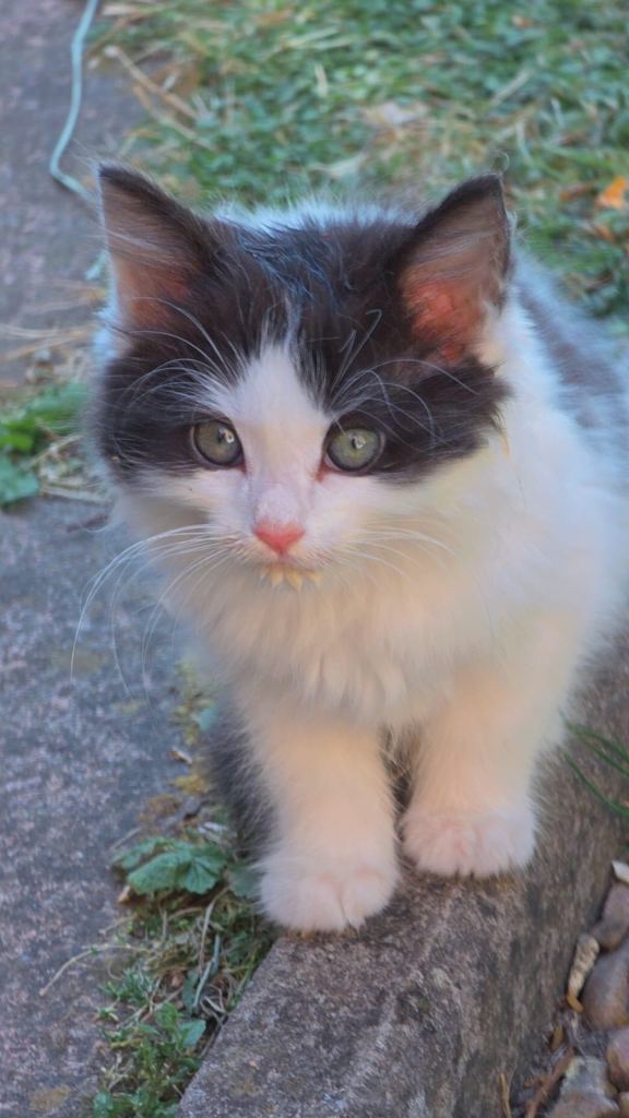 Half Rahdoll Kittens 