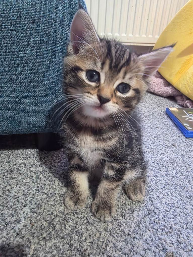 Tabby Kitten
