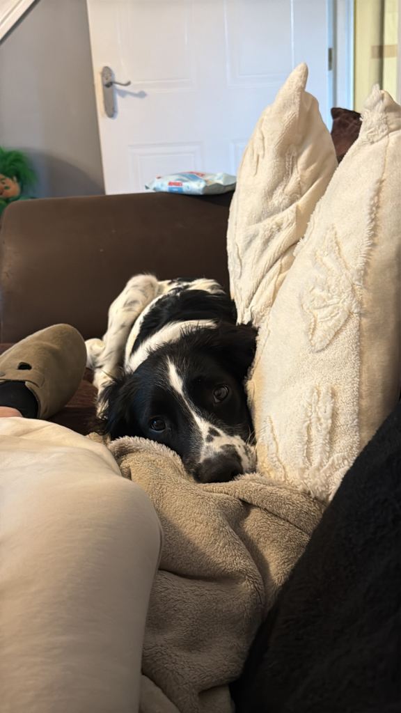 Springer spaniel 6 months old 