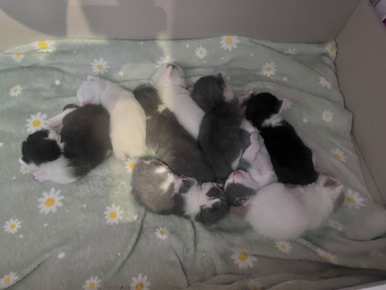 Beautiful kittens looking for their forever homes!