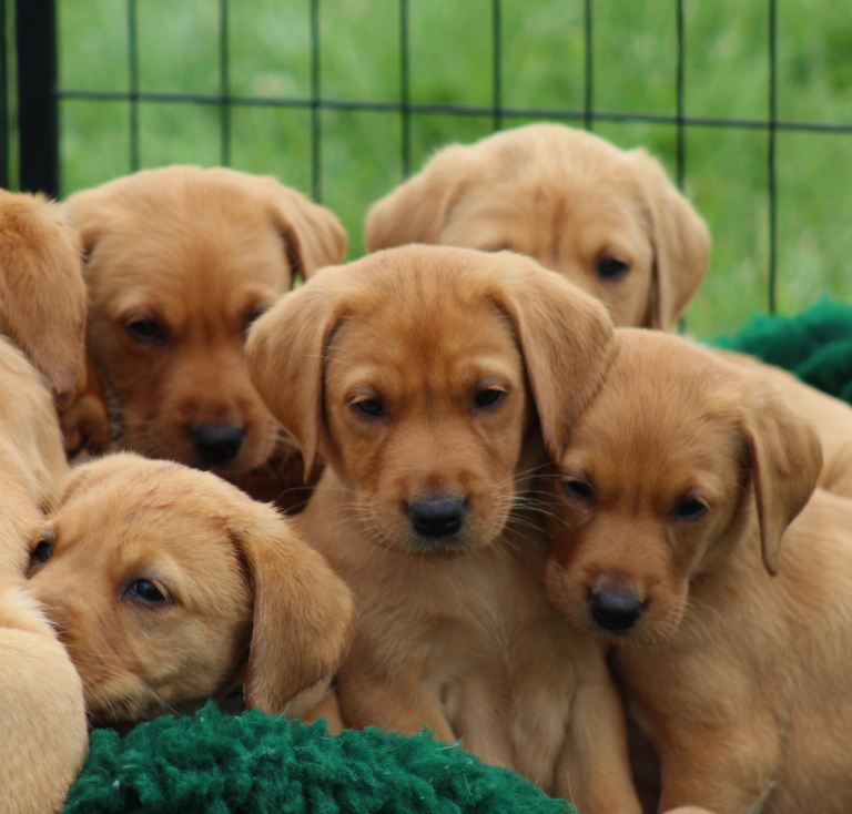 Health Tested Labrador Puppies 