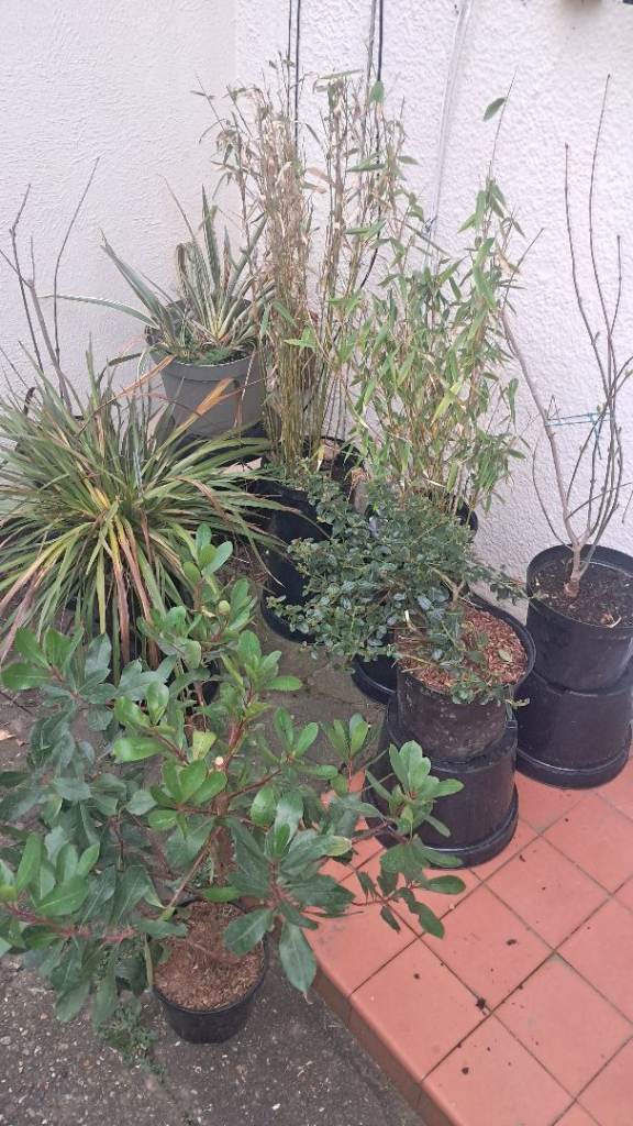 Mature outdoor shrubs and plants