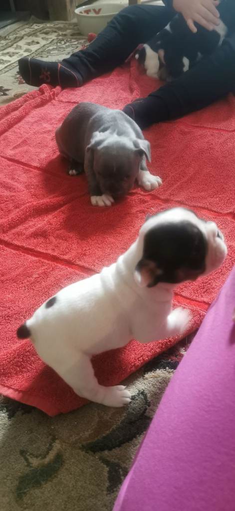 Frenchbulldog puppies
