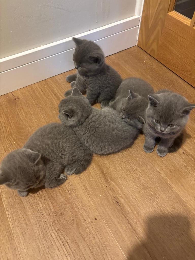 British short hair kittens