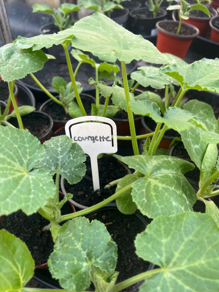 🌱 Healthy Courgette Plants – Ready to Plant Out