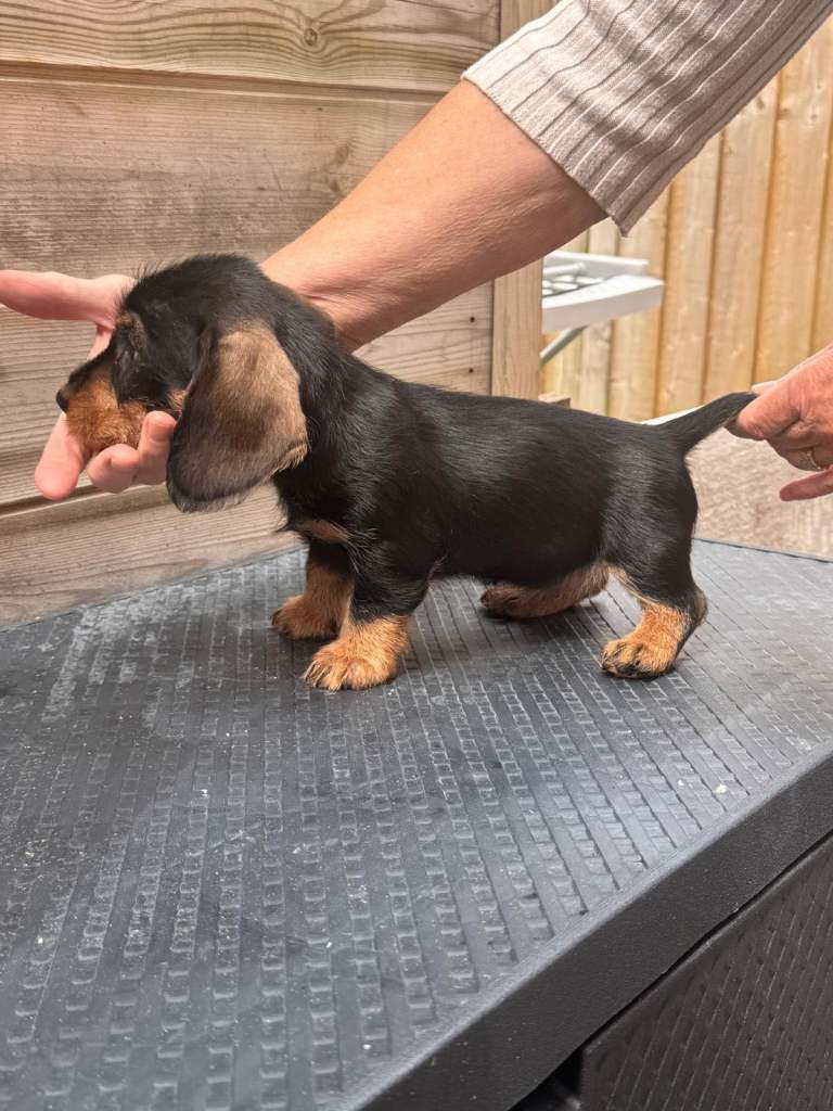 Daschund teackel Puppys 