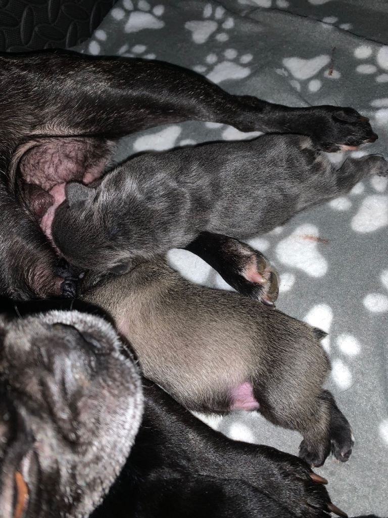 French bulldogs puppies 