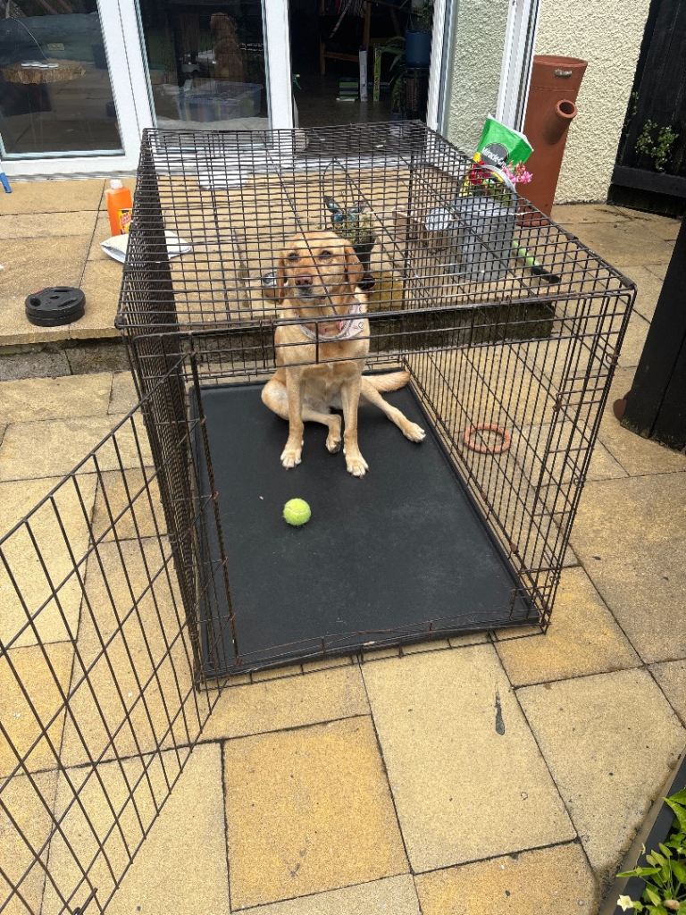 Large dog cage for sale Collection only