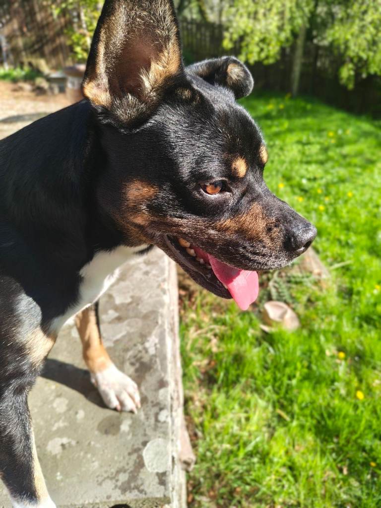 3 year old male dog looking for a new home 