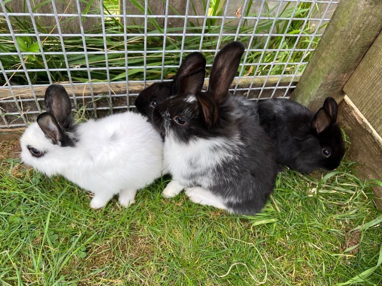 Dutch rabbits 