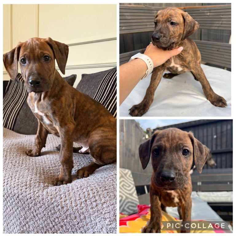 *READY TO LEAVE* Rhodesian Ridgeback x Bull Lurcher Puppies